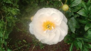 Peony. "Patio Peony Dublin"