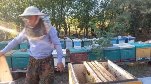 Самое главное для успешной зимовки пчёл