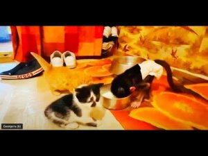 Кошка привела нам ЕЩЁ КОТЯТ и Люся учит их пить молоко и ходить в туалет!