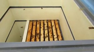 12 рамочный Дадан с магазинами расширяю по принципу 8 рамочного улья