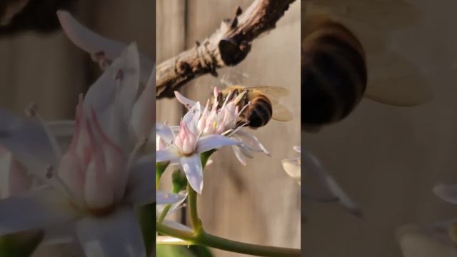 #honey #honeybee #bee #bees #insects #insectos #hardwork #pollination #pollen #bumblebee #flowers #