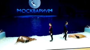 Тюлени в Москвариуме