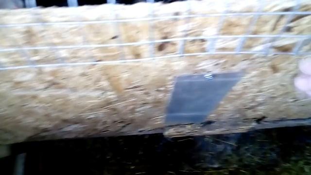 ЛЕЧЕБНАЯ ТРАВА ДЛЯ КРОЛИКОВ смотреть онлайн