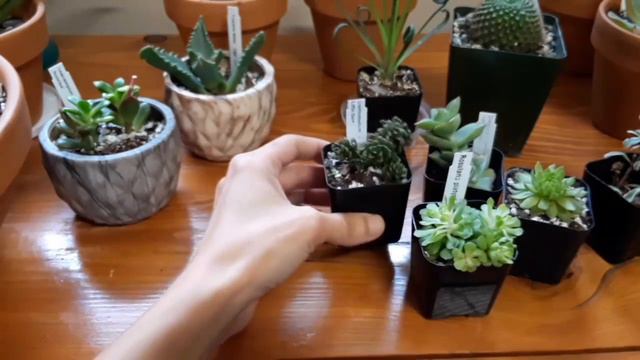 New plant haul from Mountain Crest Gardens🌵So many great succulents! смотреть онлайн