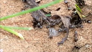 Древоточцы