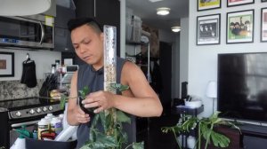 😭 these plants are dead 💀 houseplants that are struggling | anthurium, monstera, scindapsus