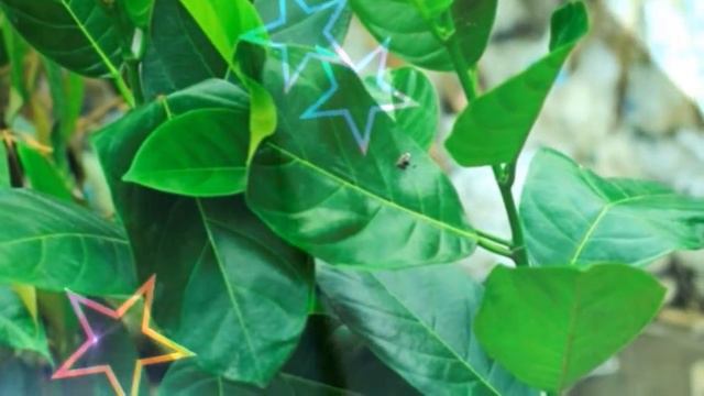 Agro Bibit Tanaman - Koleksi 1 смотреть онлайн