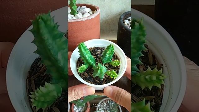 How my Huernia Zebrina Variegata grows in one month смотреть онлайн