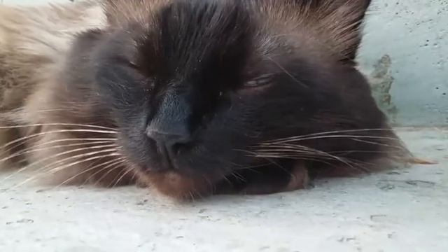 Как помыть кошку? Говорящий кот./Marsik CAT смотреть онлайн