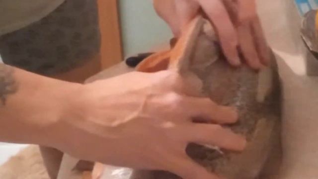 Как разделать форель. Внутри бонус