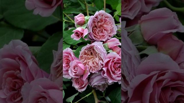 🌹  Розы Японской Селекции😍 Самые ПОПУЛЯРНЫЕ Сорта  #Японскиерозы  #розывсаду   #розарий #розы