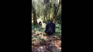 Mountain Gorillas Mating | Gorilla Encounters Africa
