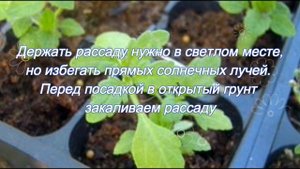 Вербена в вашем саду