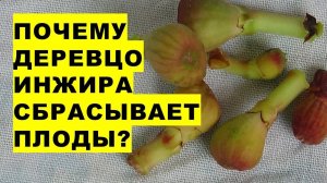 Почему деревцо инжира сбрасывает плоды и не радует полноценным урожаем?