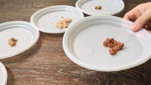 Кот Амур и Много кошачьего корма , ч.2.mp4 смотреть онлайн