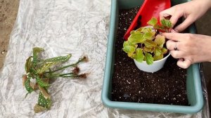 Посадка черенков.Бегония Макулата (Begonia maculata ) .Бегония вечноцветущая