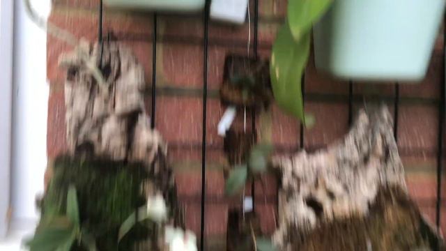 Цветёт фрагмипедиум месяц😃? Нацвело! Теплица! Гуляем😁!! смотреть онлайн