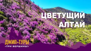 Цветущий Алтай вместе с "Три Вершины"