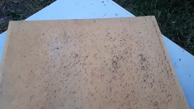экопласт - полоски для лечения варрооза пчёл . Отзыв о применении Экопласт.