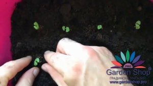 Как правильно вырастить базилик из семян