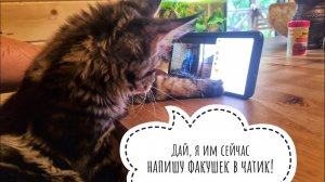 Кошка Морошка смотрит стрим с совятами на канале @MaMa1ka