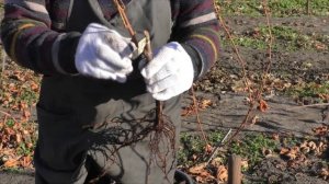 Посадка винограда с открытой корневой системой от А до Я!