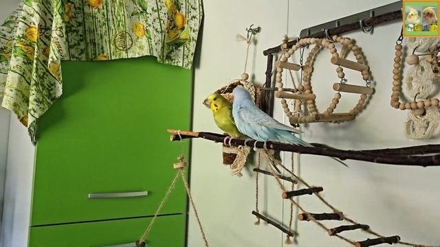 Funny Parrotszotti 417. Life Of Cockatiels And Budgies. Жизнь корелл и волнистых попугаев