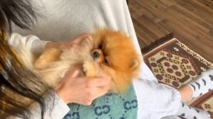 Стрижка когтей шпицу. Померанский Шпиц не любит когтерез. Уход за лапами Микки. Часть 1