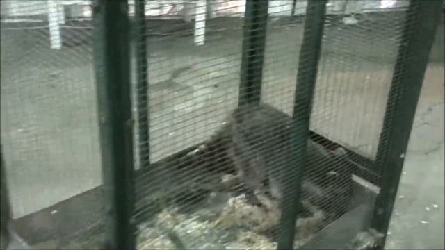 ЗООПАРК ВИДЕО - ЗМЕЯ в зоопарке - Смешные обезьяны в зоопарке смотреть онлайн