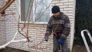 ОБРЕЗКА ПЕРСИКА В МАРТЕ.