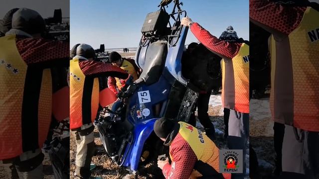 Тульские Перцы на Пересвете 2020 смотреть онлайн