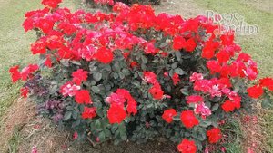 Rosa Stadt Eltville 🌹
