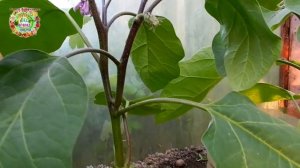 Как я пасынкую, формирую баклажаны в теплице? Важные подсказки.