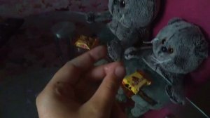 Утро моих котов Басика и Барсика ??