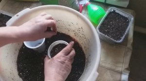 Лук за один сезон. Как вырастить из чернушки луковицу.