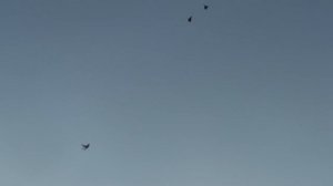 Ястреб-перепелятник атакует молодого голубенка.