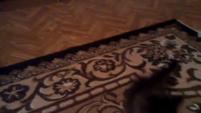 Дикий котенок смотреть онлайн