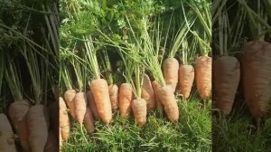 Морковь сорта КУРОДА ШАНТАНЕ,2020 г.