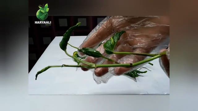 Shangrila Pothos / Sleeping Pothos (Care Tips and Propagation) смотреть онлайн