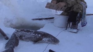 Речной монстр Вилюя! Зимняя суровая рыбалка в Якутии в минус 45гр.! 16.12.22