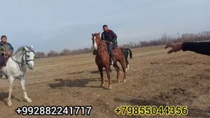 Лошадь 🐎, Аспои фурушу барои бузкаши 6 января 2023 г.