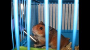 Мои Хомячки