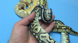 Королевские питоны, Самец Банана, Самка Баттер ЛП и Самка Пьютте