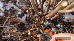 Обрезка древовидной гортензии весной