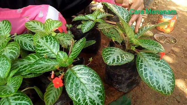 CARA MERAWAT TANAMAN EPISCIA AGAR TUMBUH SUBUR DAN BERDAUN LEBAR смотреть онлайн