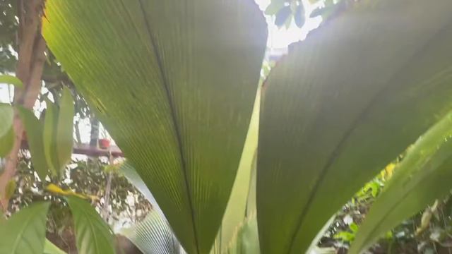 Куда пойти в Лос Анделесе? Гуляем по японским садам в Huntington library #losangeles #topchiktv