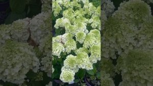 #TreeTipTuesday - Hydrangea paniculata 'Little Hottie'
