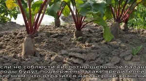 Свекла Цилиндра