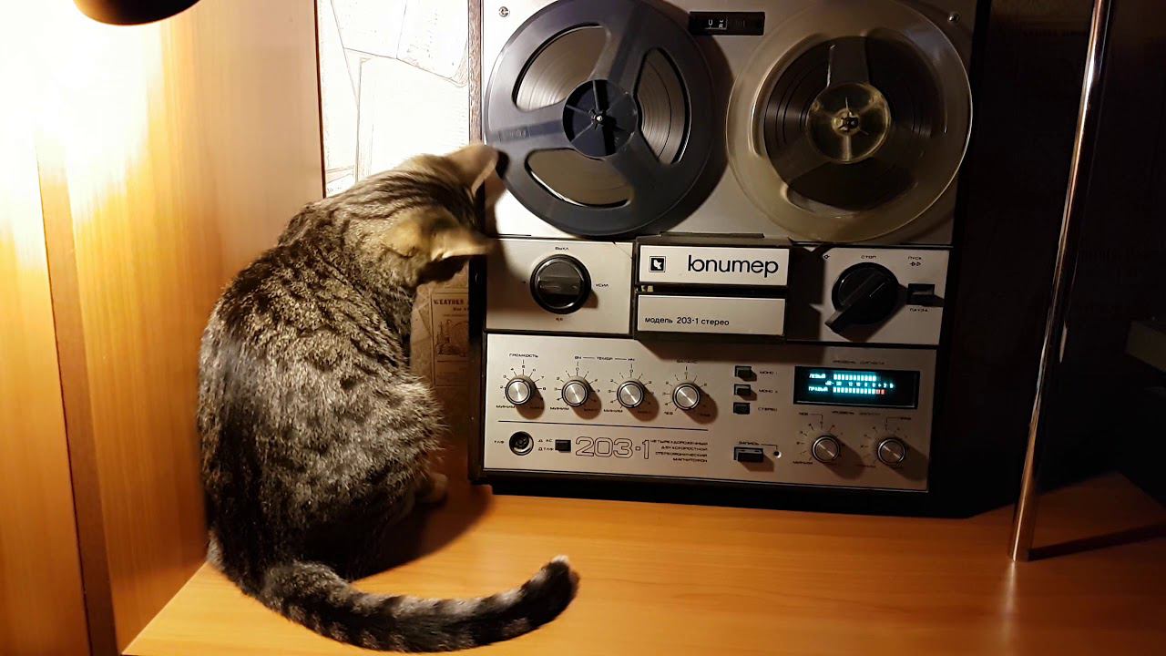 T.Rex,Юпитер и Котэ смотреть онлайн