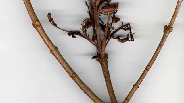 Syringa vulgaris (Oleaceae) common lilac смотреть онлайн